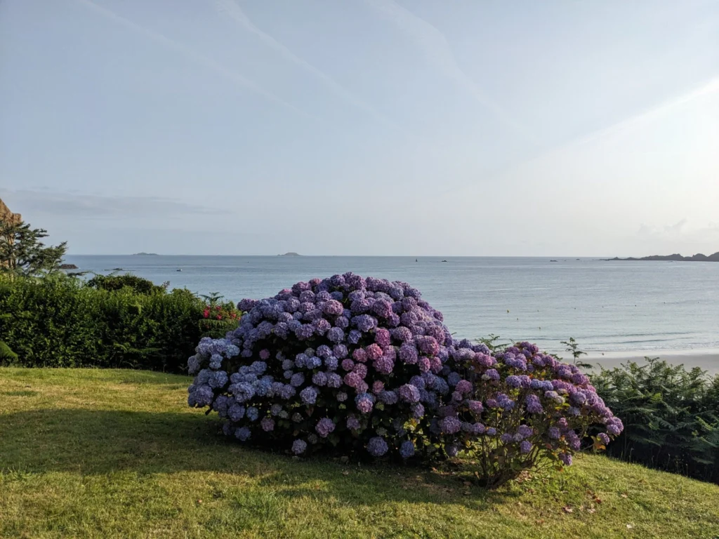 Hydrangeas and sea along the corniche